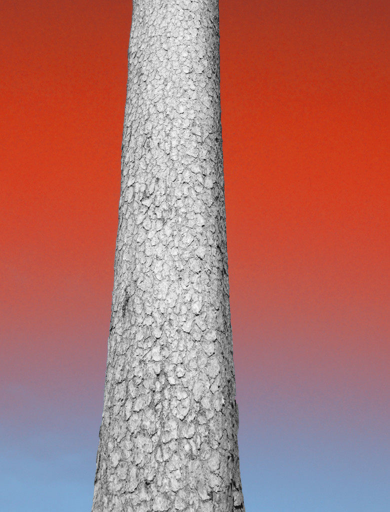 red and white tree trunk by anniesue