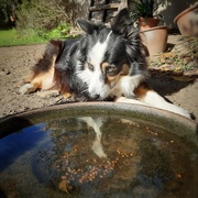 24th Apr 2020 - Who's that in the bird bath? 