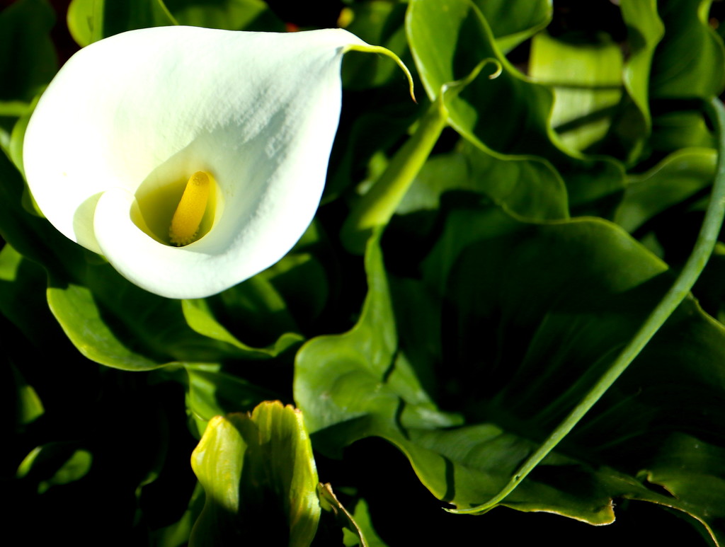 A is for Arum Lily by davemockford