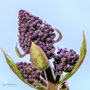 23rd Apr 2020 - The start of our lilac bush 
