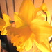 The daffodiles are finally in bloom by bruni
