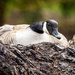 Canada Goose Nesting in Tree Stump by 365karly1