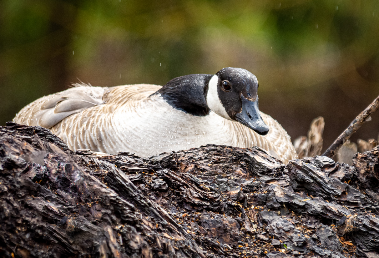 Canada Goose Nesting in Tree Stump by Karly · 365 Project