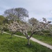 Fairfield Millenium Orchard by philhendry