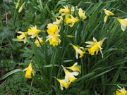 22nd Feb 2020 - Daffodils