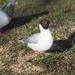 Black-headed gull by philhendry