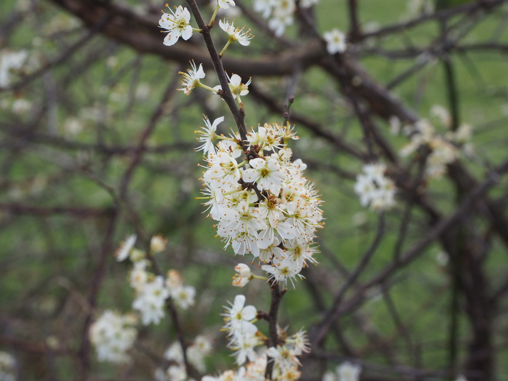 Blossom by philhendry