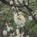 Blossom by philhendry