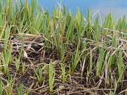 11th Mar 2020 - Flag Irises sprouting