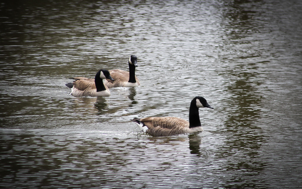 Geese in the pond by mittens