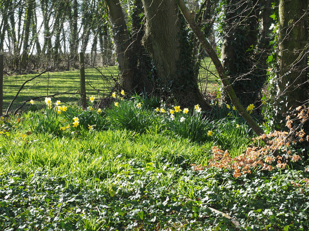Daffodils by philhendry