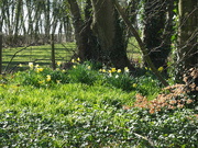 19th Mar 2020 - Daffodils