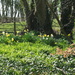 Daffodils by philhendry