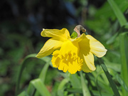 21st Mar 2020 - Daffodil