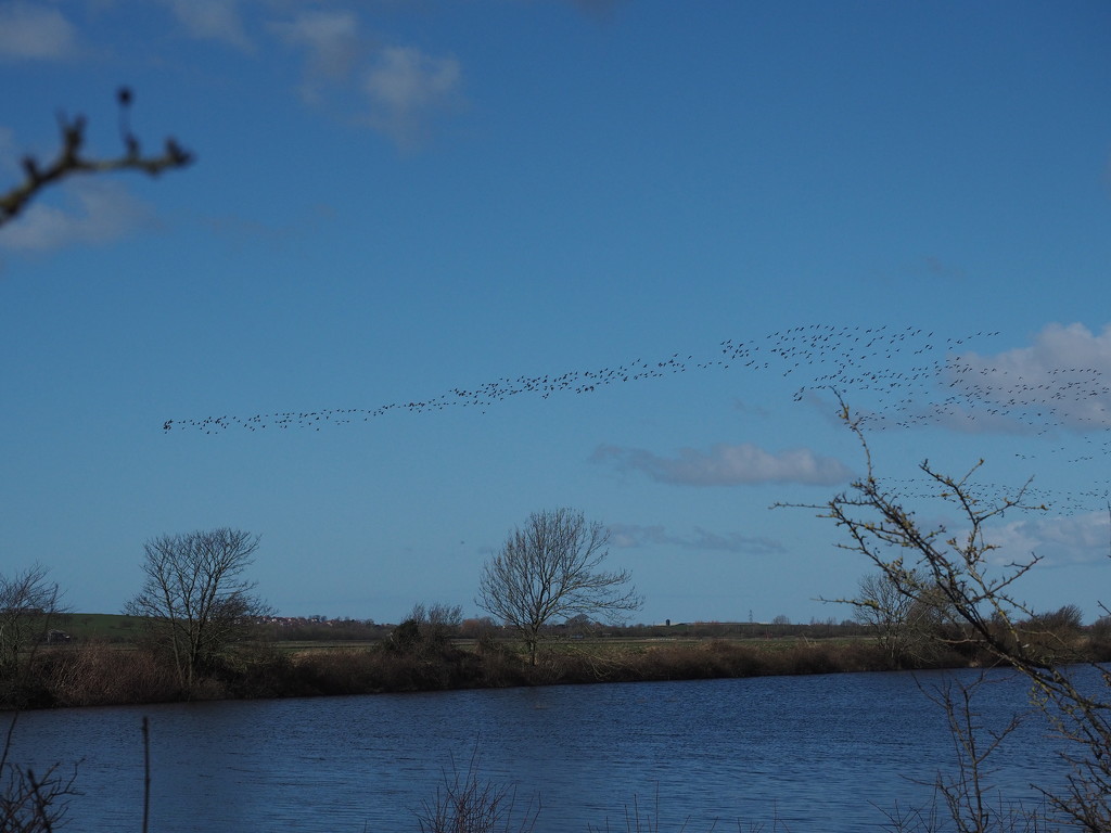Geese over flooded fields by philhendry