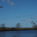 Geese over flooded fields by philhendry