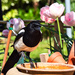 Magpie by tonygig