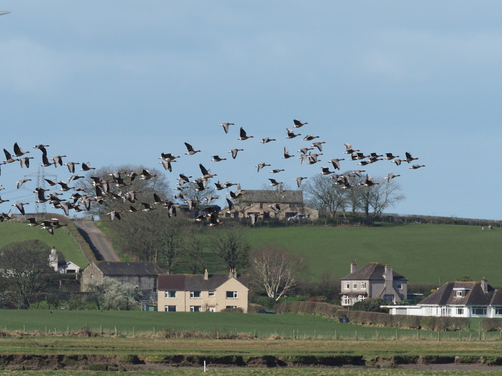 Greylag Geese over the River Lune by philhendry