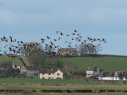 1st Apr 2020 - Greylag Geese over the River Lune