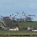 Greylag Geese over the River Lune by philhendry
