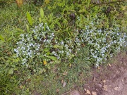 11th Apr 2020 - Forget-me-nots