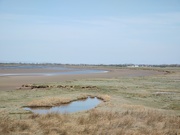 16th Apr 2020 - Estuary