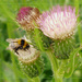 Hello Mr Bumble Bee by judithdeacon