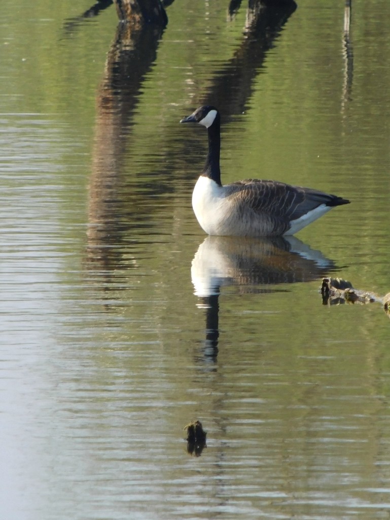 Reflected goose by 365anne