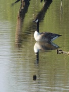 24th Apr 2020 - Reflected goose
