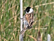 24th Apr 2020 - Reed Bunting male