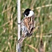 Reed Bunting male by julienne1