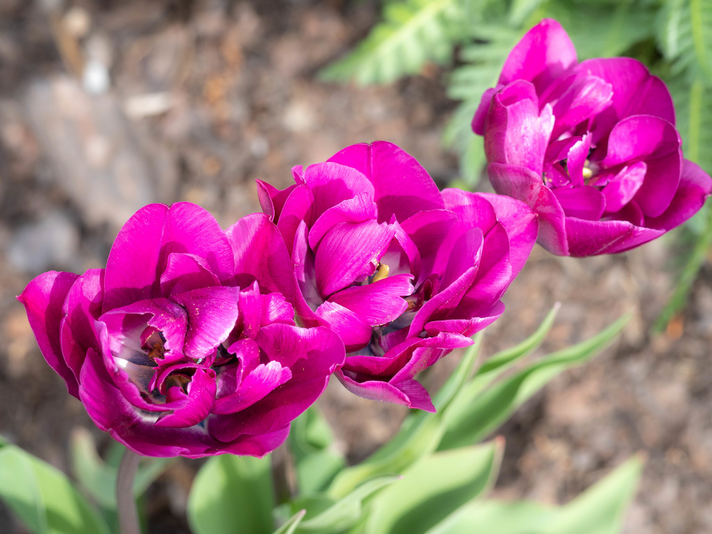 Tulips by haskar