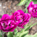 Tulips by haskar