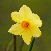 24th Apr 2020 - daffodil