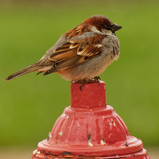 24th Apr 2020 - house sparrow on a hydrant