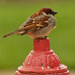 house sparrow on a hydrant by rminer