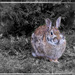 Back Yard Bunny  by gardencat