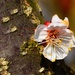 Apricot flower by ivanc