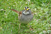 24th Apr 2020 - White-throated Sparrow