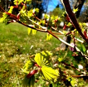 24th Apr 2020 - Acer buds in sunshine 