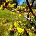 Acer buds in sunshine  by sarah19