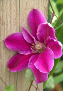23rd Apr 2020 - Clematis