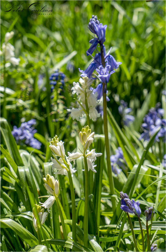 Blue And White Bells by pcoulson
