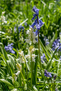 24th Apr 2020 - Blue And White Bells