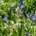Blue And White Bells by pcoulson