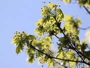 24th Apr 2020 - New Leaves