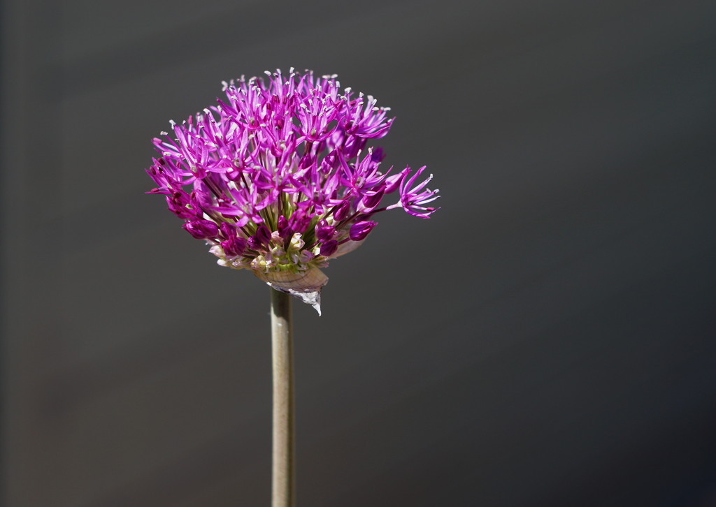 My alliums are nearly ready  : Helios 44M-4 vintage lens by phil_howcroft