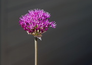 22nd Apr 2020 - My alliums are nearly ready  : Helios 44M-4 vintage lens