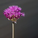 My alliums are nearly ready  : Helios 44M-4 vintage lens by phil_howcroft