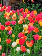 23rd Apr 2020 - Jewel-Toned Tulips